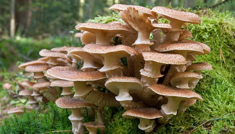 Pilz  Dunkler Hallimasch