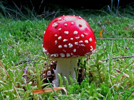 Fliegenpilz auf grüner Wiese