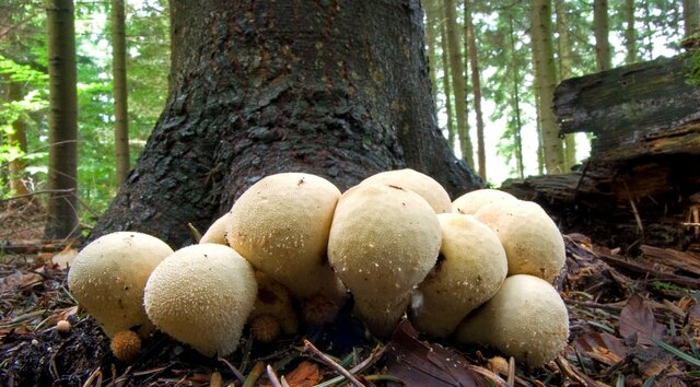 Pilz Flaschen-Stäubling im Wald vor einem Baum