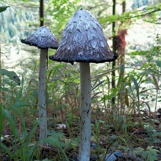 Pilz Tintling