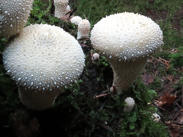 Pilz Flaschen-Stäubling