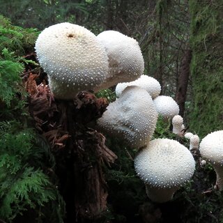 Pilz Flaschen-Stäubling